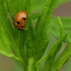 la coccinelle orange