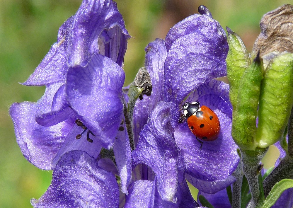 La coccinelle sur le lupin