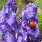 La coccinelle sur le lupin