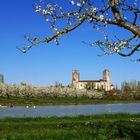 La Collégiale de La Romieu au milieu des vergers de pruniers