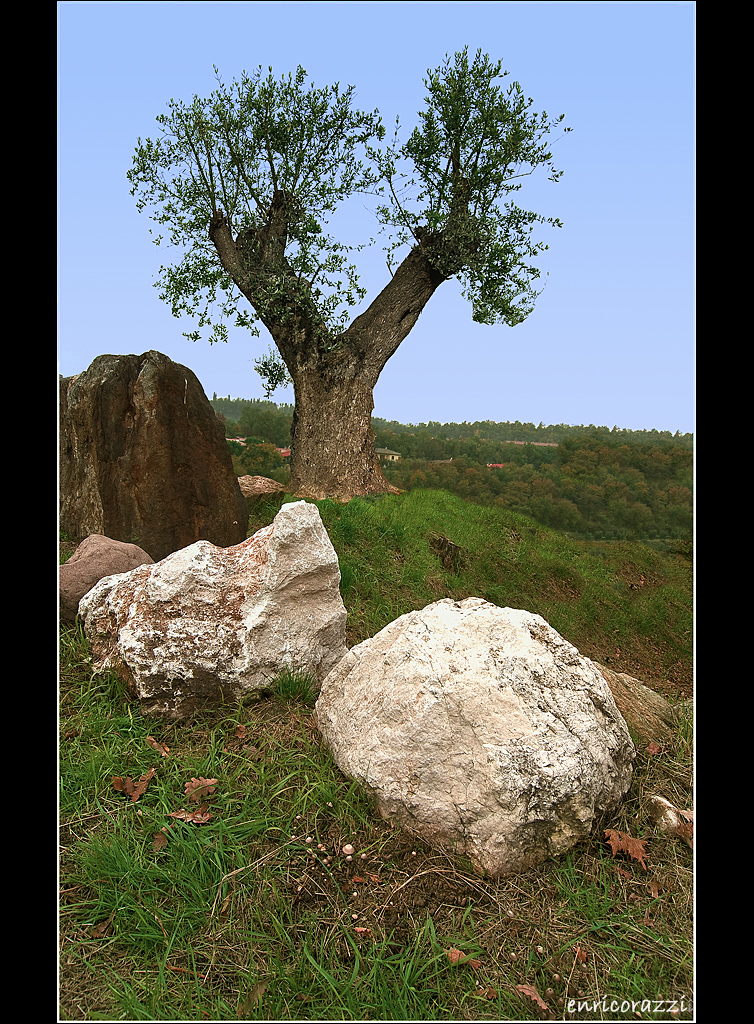 la collina degli ulivi