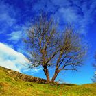 la collinetta degli alberi e il suo guardiano