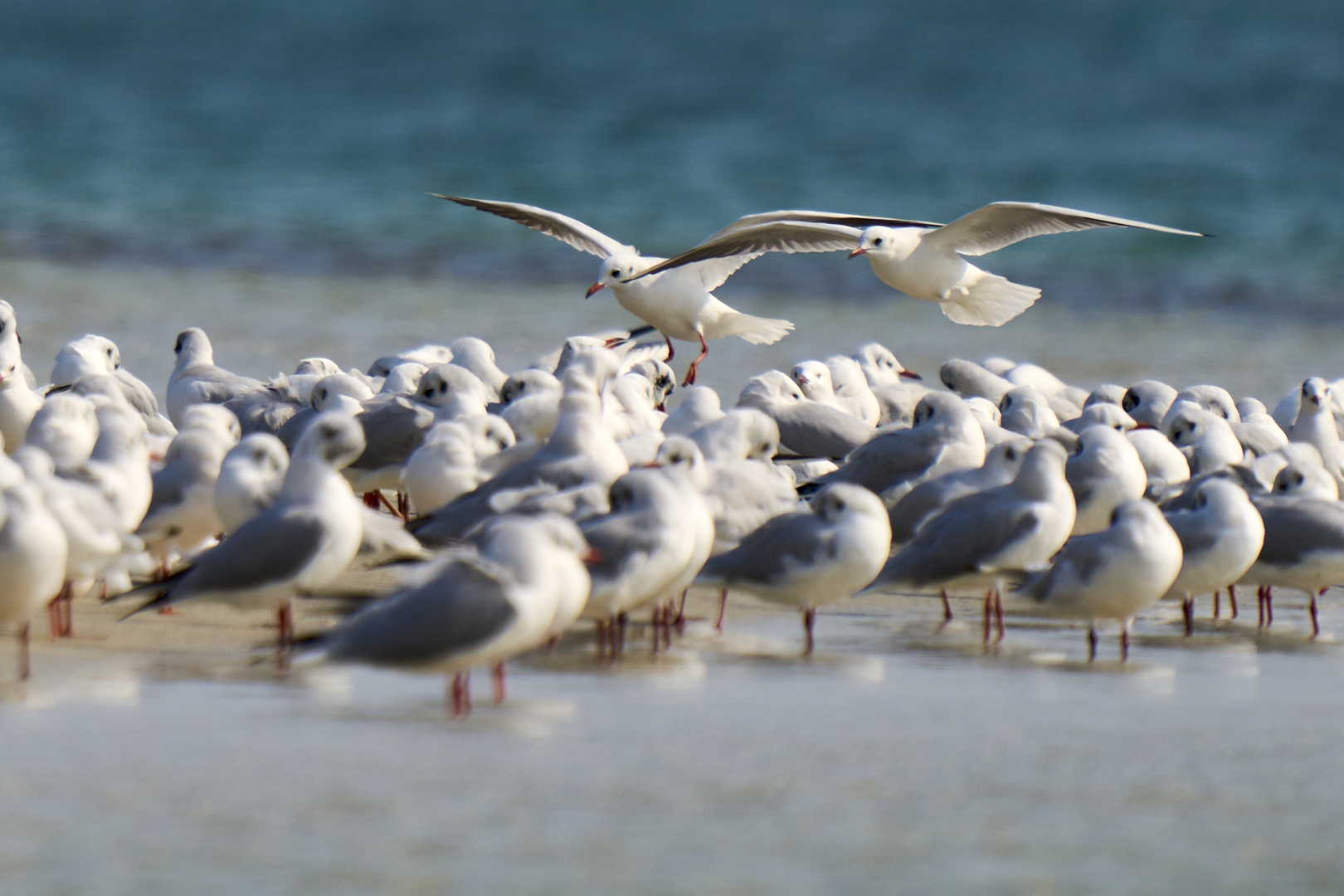  La colonie de Mouettes