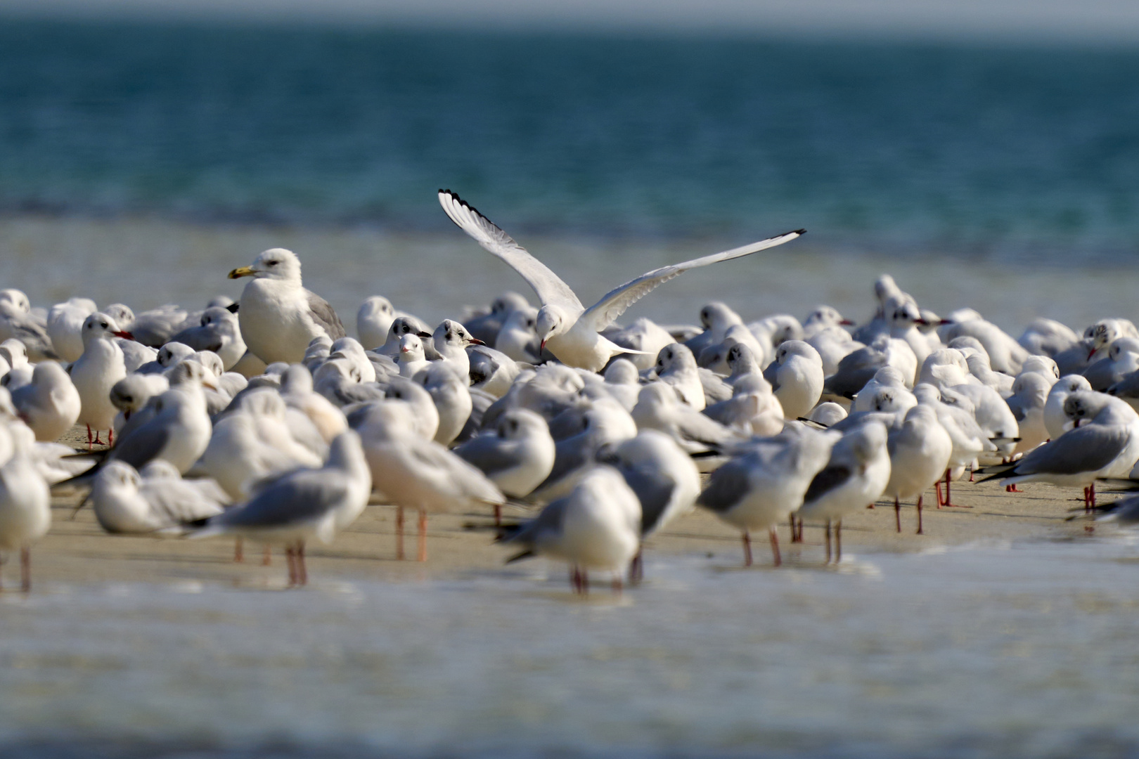  La colonie de Mouettes