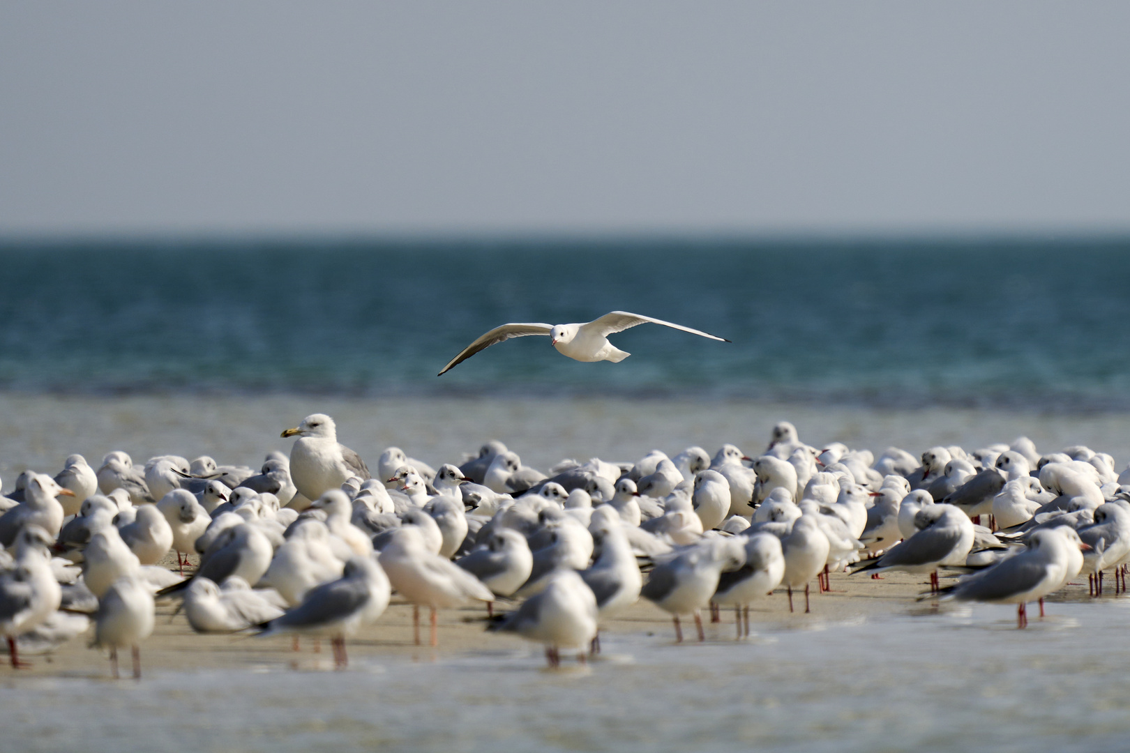  La colonie de Mouettes