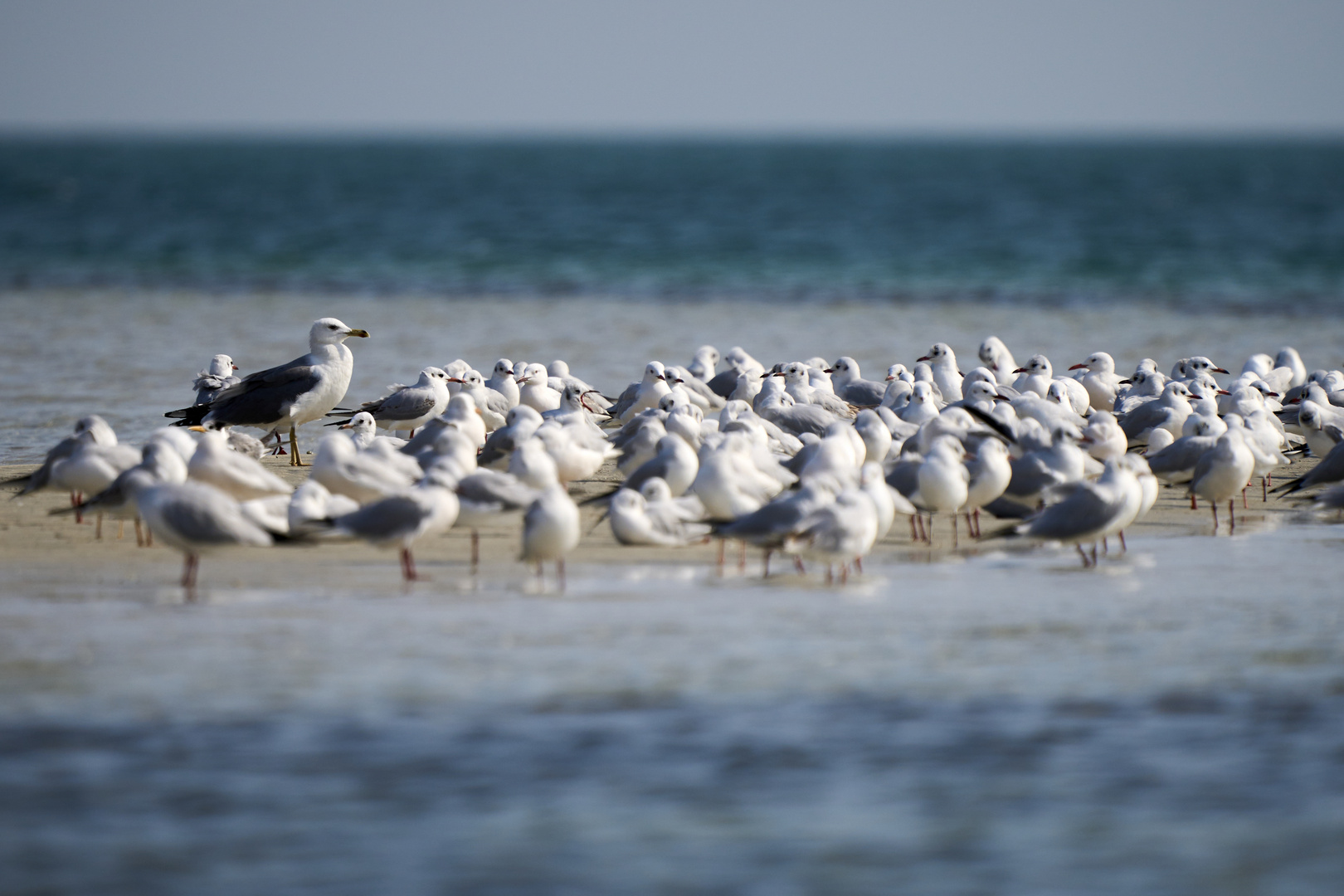  La colonie de Mouettes