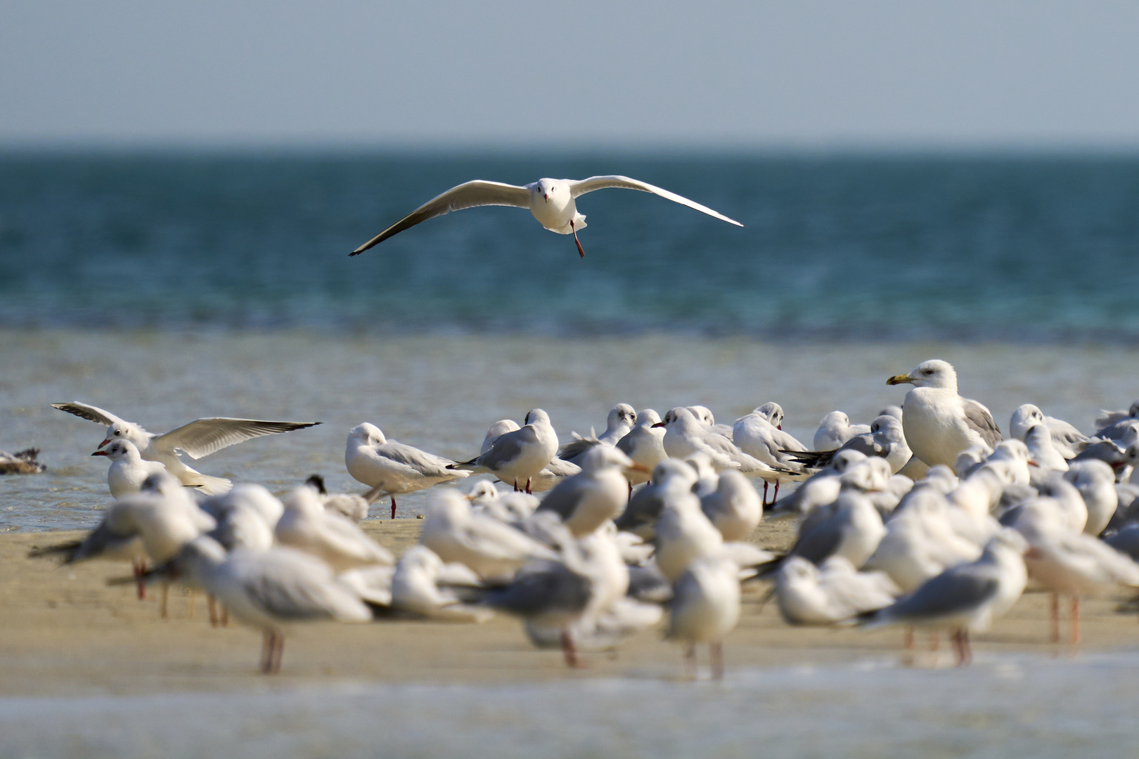  La colonie de Mouettes