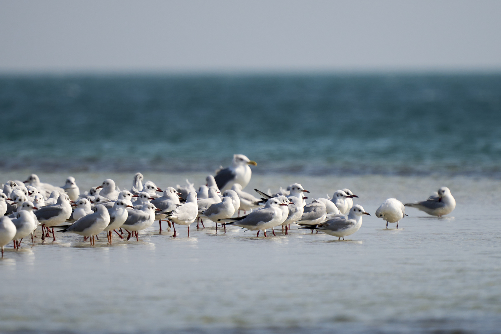  La colonie de Mouettes