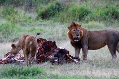 La comida de las fieras