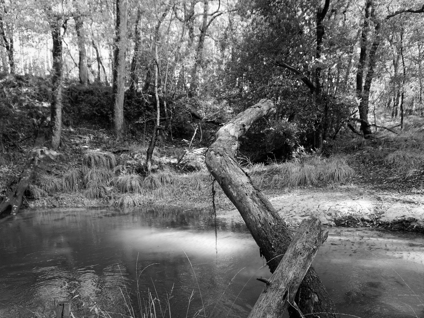 La complainte de l'arbre mort.....