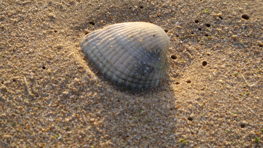 LA CONCHA EN LA ARENA