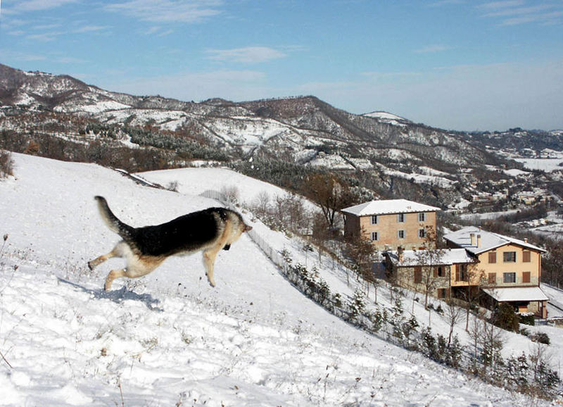 la contentezza di Holf quando nevica