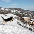 la contentezza di Holf quando nevica