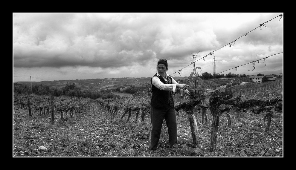 la contessa e la sua vigna di colorino