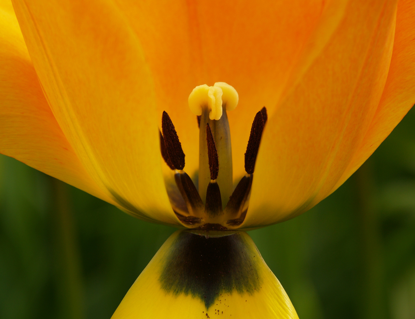 LA COPA DEL TULIPAN