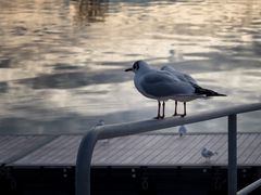 La coppia al tramonto