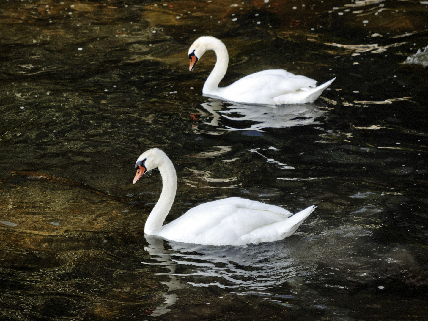 La coppia più bella del lago