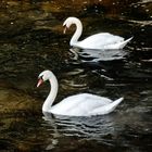 La coppia più bella del lago