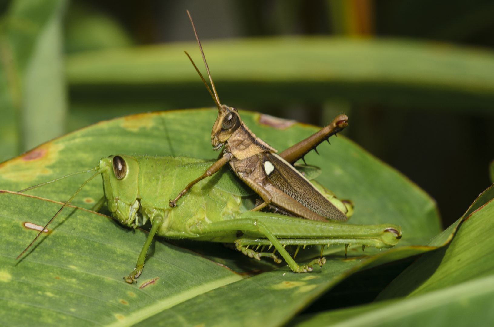 LA COPULA DE LA AGRIACRIS TRICRISTATA