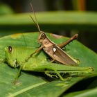 LA COPULA DE LA AGRIACRIS TRICRISTATA