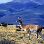 LA CORSA DEL GUANACO