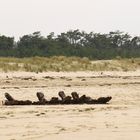 La Côte Sauvage 4 - Bateau d'aviron sur la plage...???