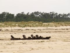 La Côte Sauvage 4 - Bateau d'aviron sur la plage...???