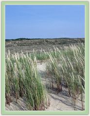 La Côte Sauvage 8 - Cordon dunaire de la Pointe Espagnole