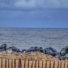 La cotiniére bord de mer