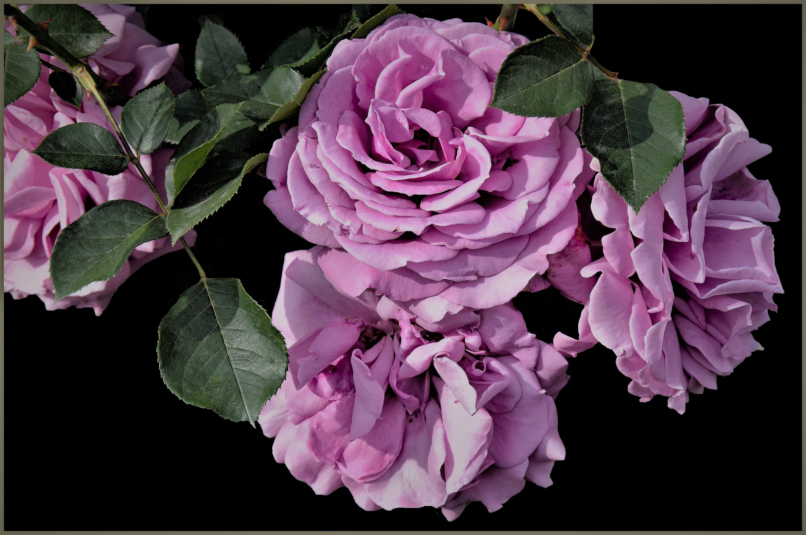 la couleur mauve Foto Immagini europe italy la couleur mauve Foto Immagini europe italy