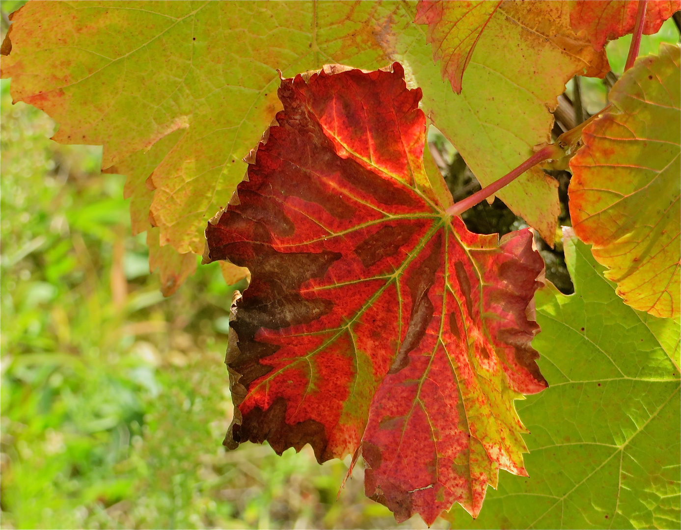 .. la couleur - rouge !!!...