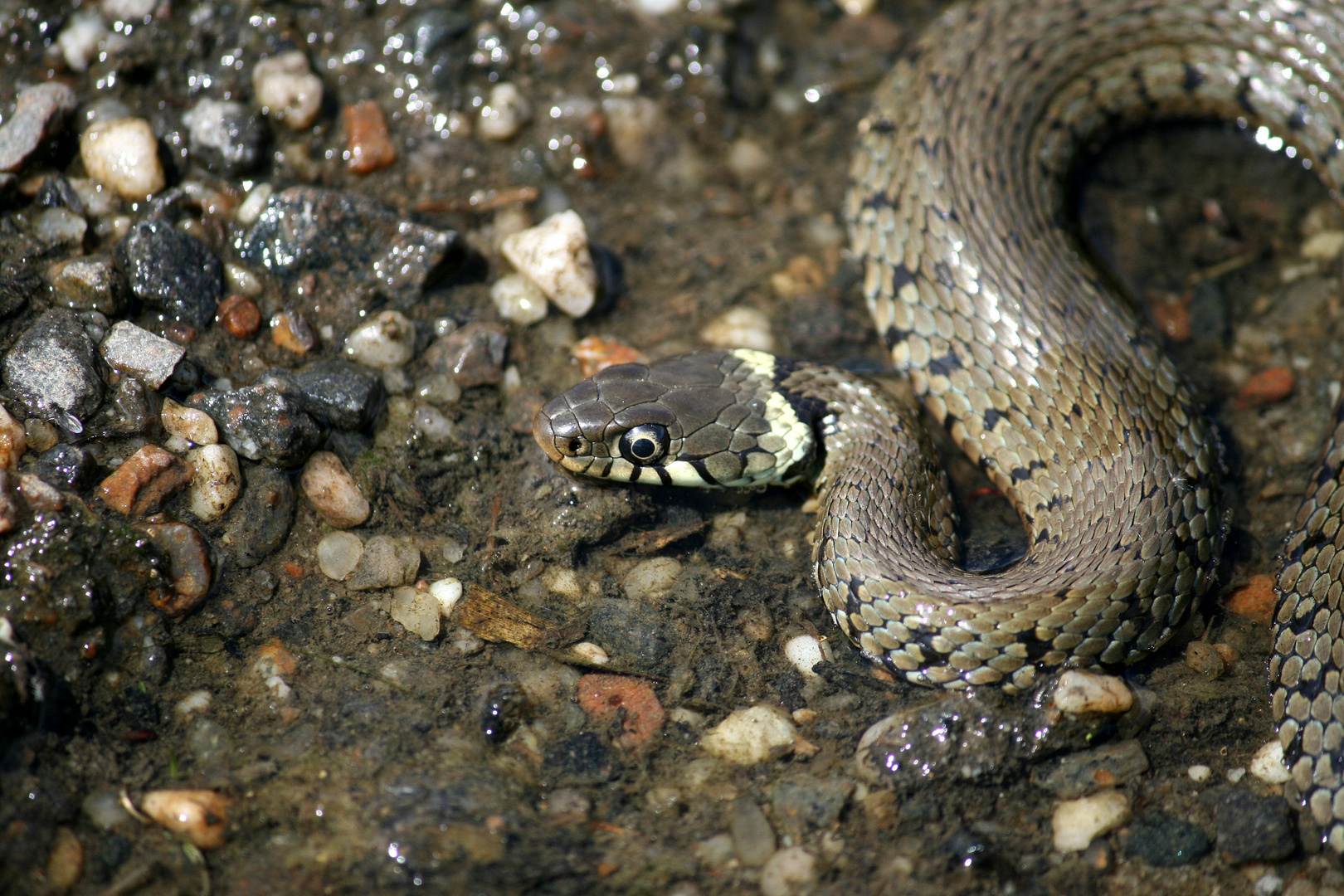 la couleuvre