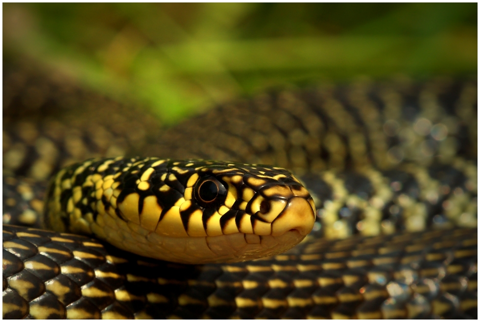 La Couleuvre verte et jaune