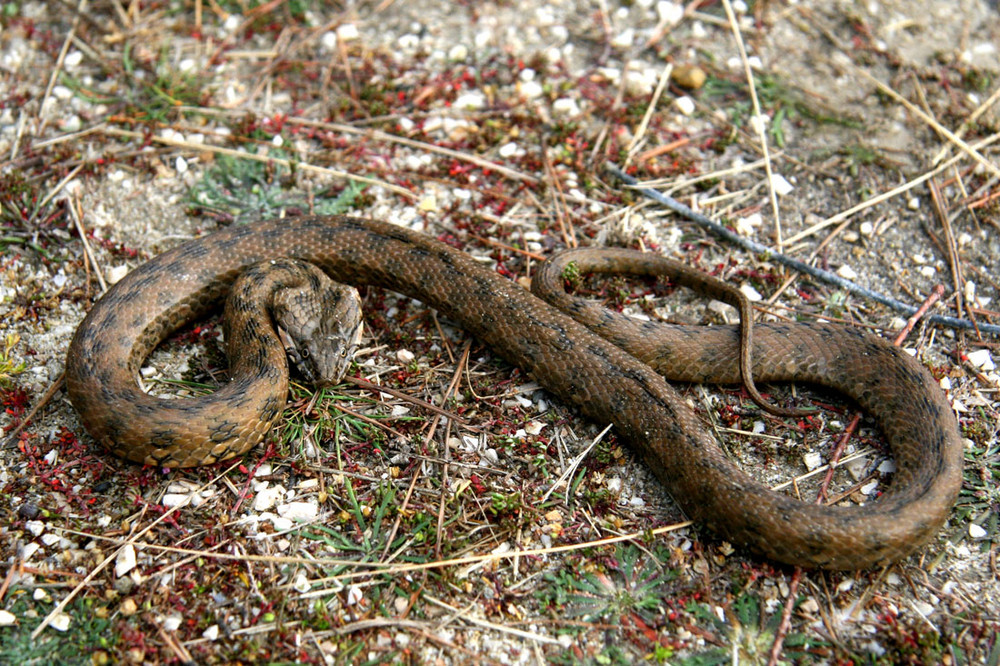 La couleuvre vipérine, Natrix maura