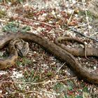 La couleuvre vipérine, Natrix maura