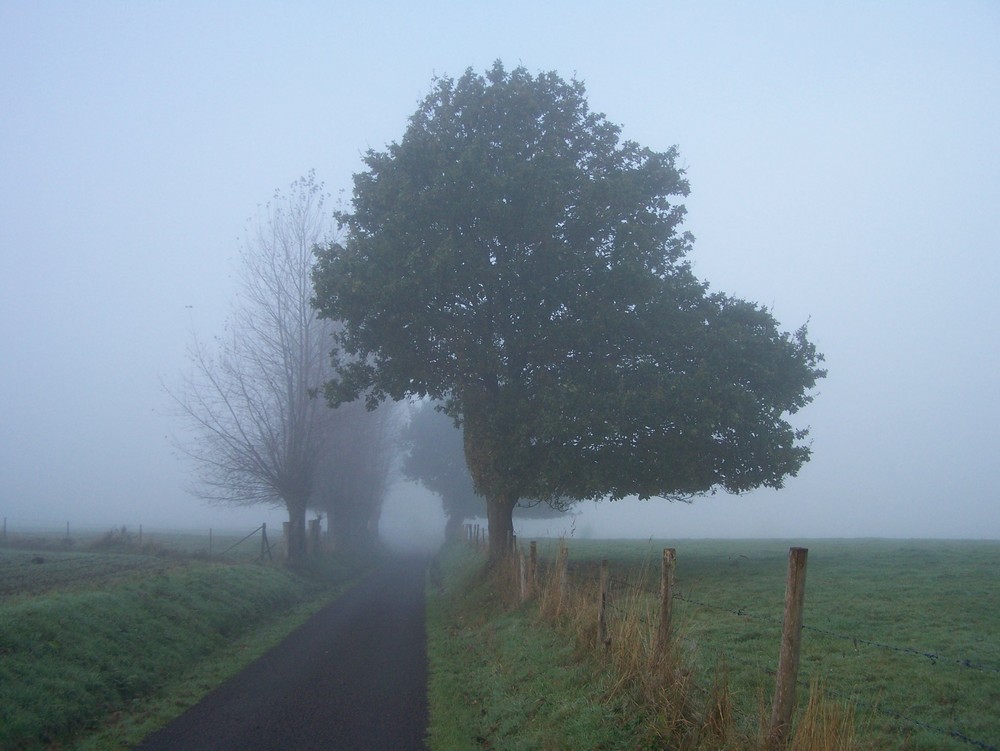 la coupe