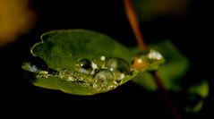 la coupe aux diamants