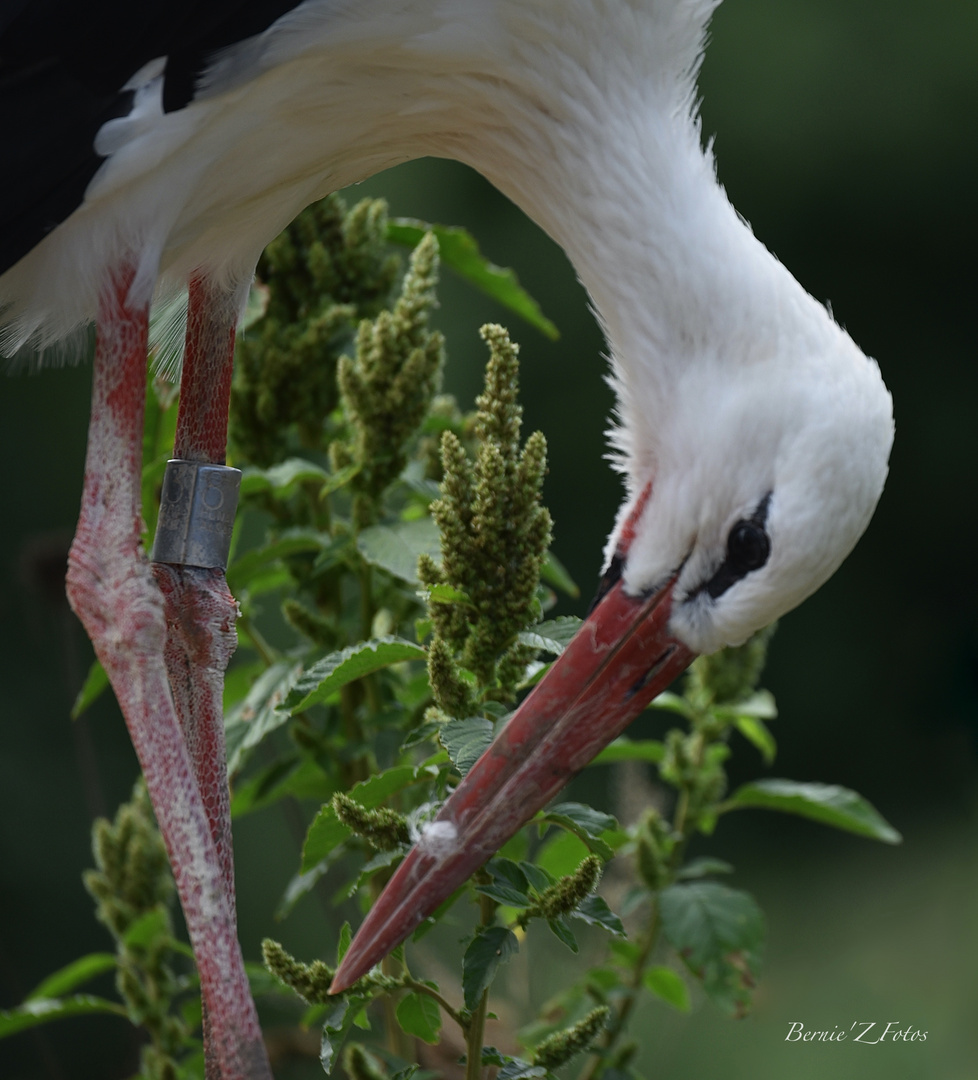 La courbette de la cigogne