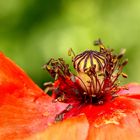 la couronne d'un Prince  