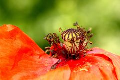 la couronne d'un Prince  