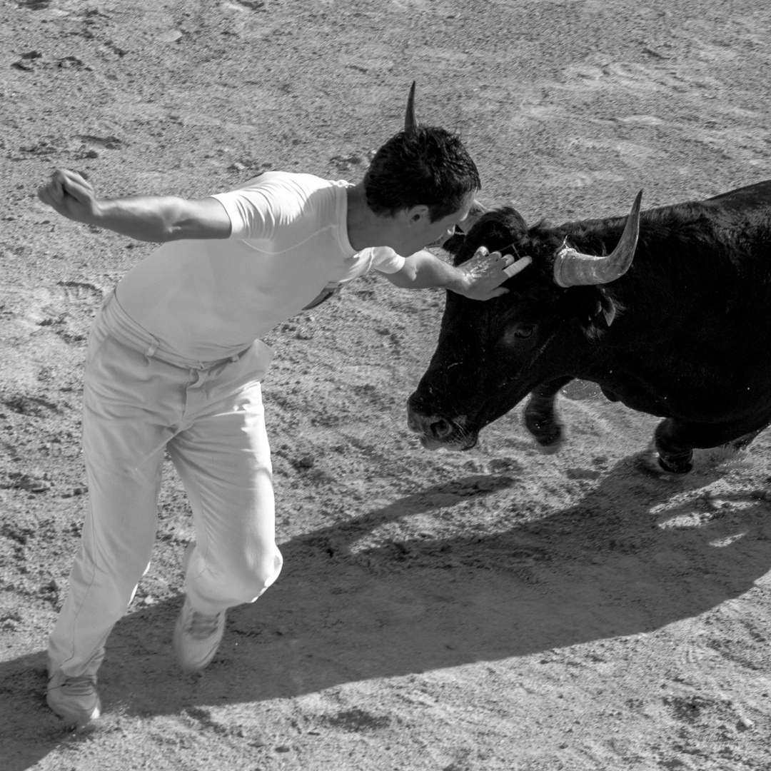 La course camarguaise 