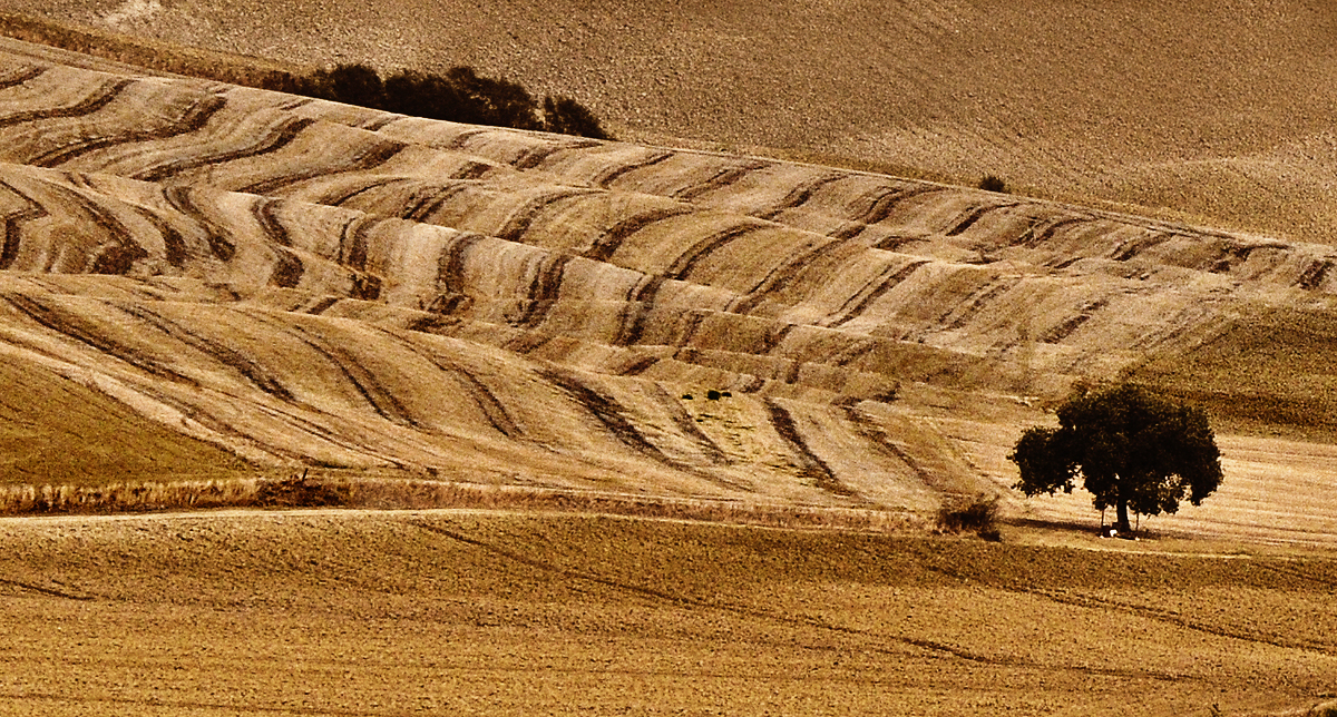 La Crete senesi