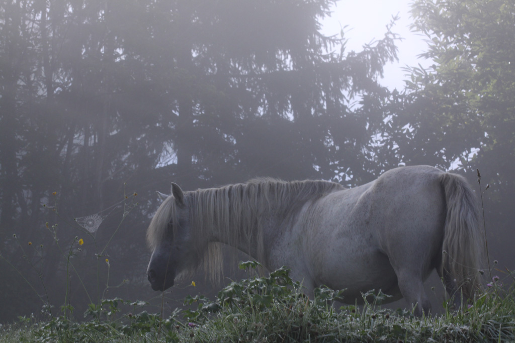 La crinière en brume