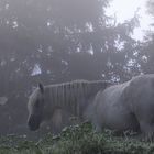 La crinière en brume