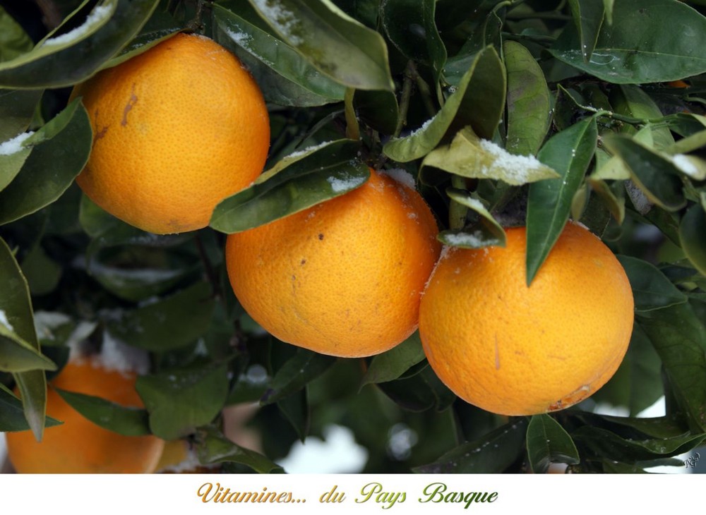 la cueillette des oranges au Pays Basque