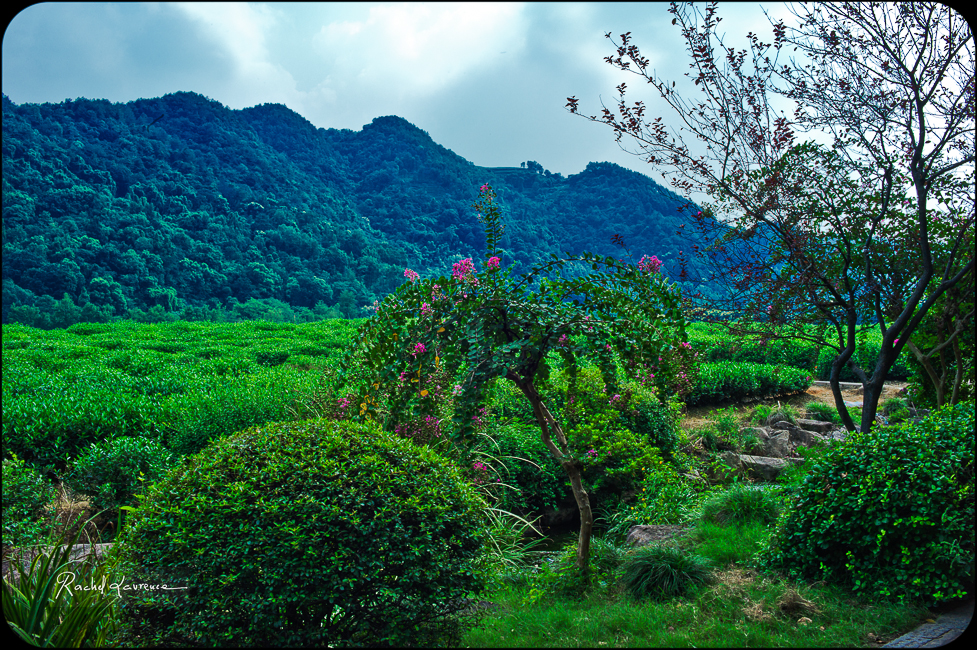 La culture du thé vert à Hangzhou