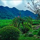 La culture du thé vert à Hangzhou