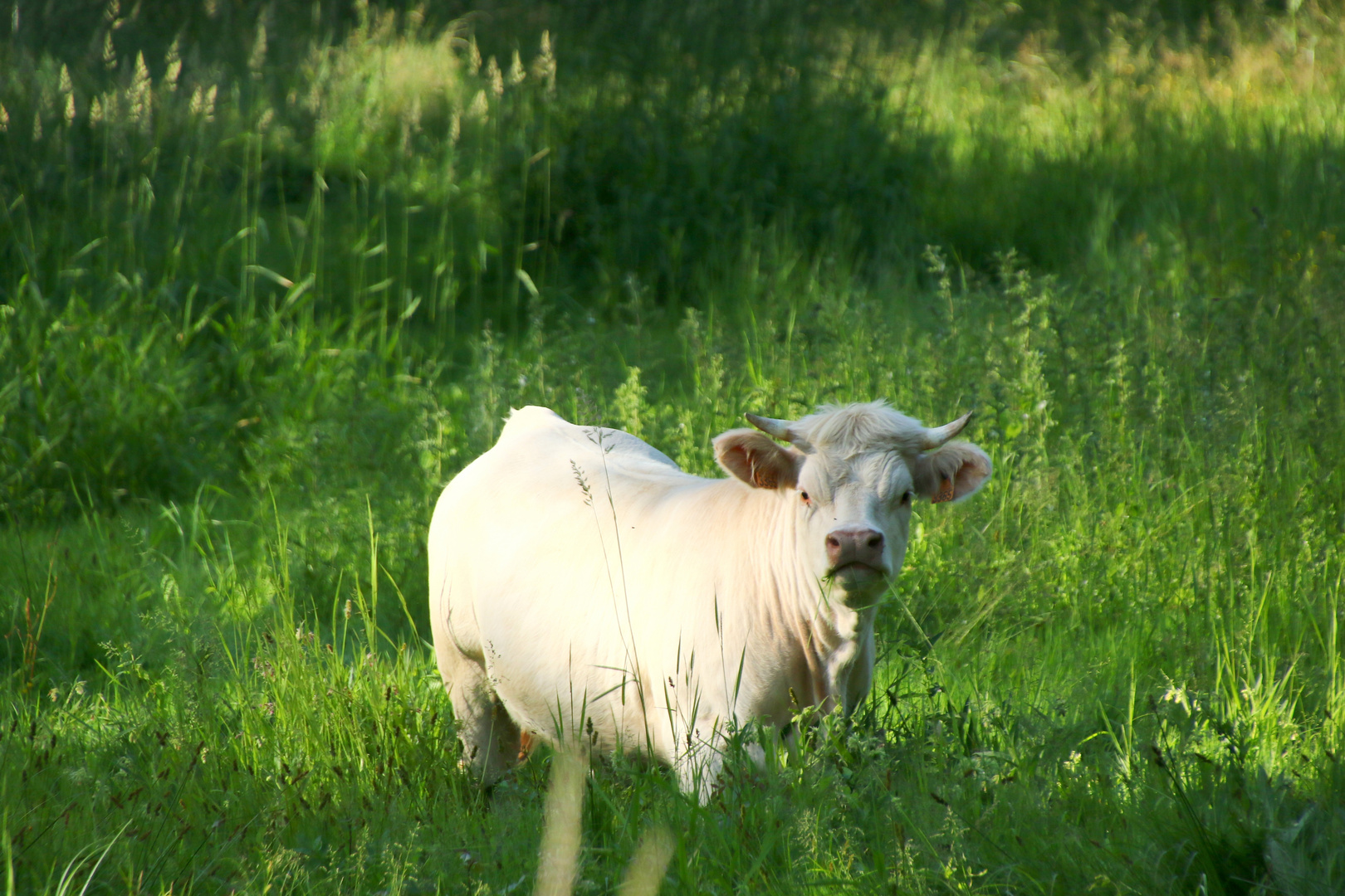 la curieuse !