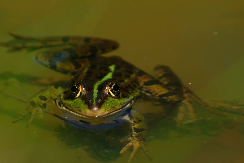 la curieuse