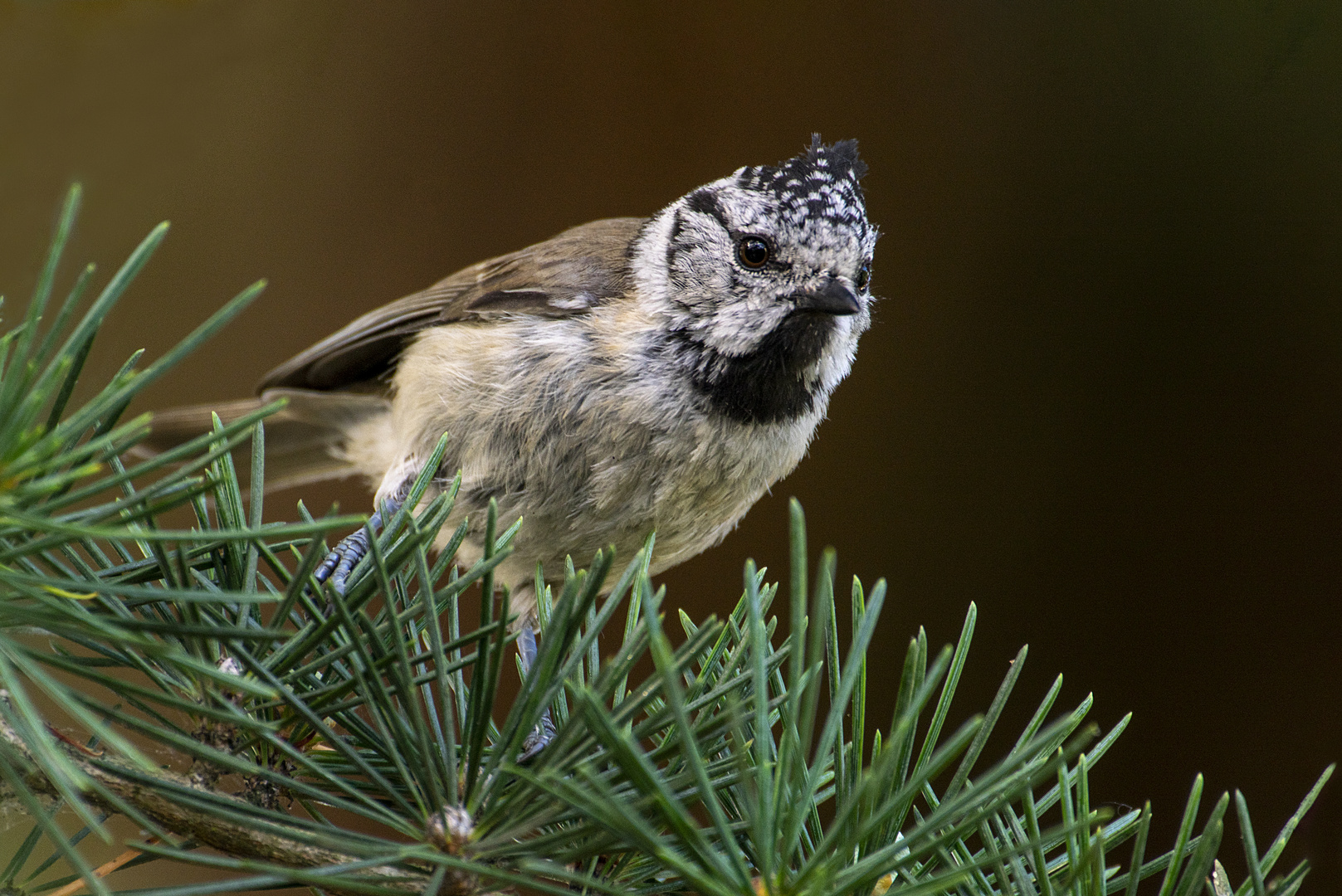 La curieuse (Lophophanes cristatus, mésange huppée)